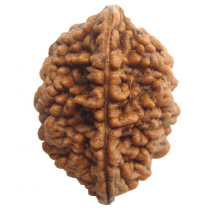 Religious Kart 2 Mukhi Rudhraksh