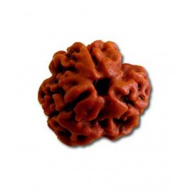 Religious Kart Brown 3 Mukhi Rudraksha