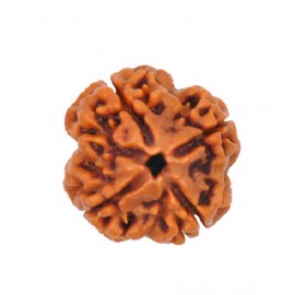 Religious Kart Brown 4 Mukhi Rudraksha
