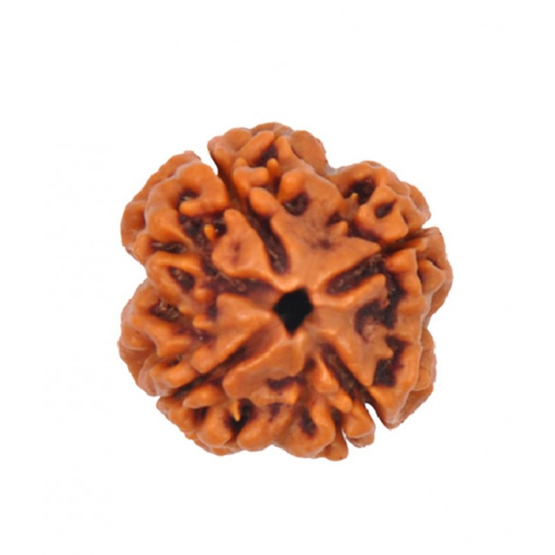 Religious Kart Brown 4 Mukhi Rudraksha