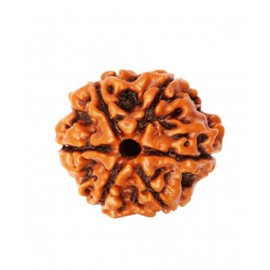 Religious Kart Brown 6 Mukhi Rudraksha