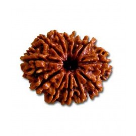 Religious Kart Brown 7 Mukhi Rudraksha