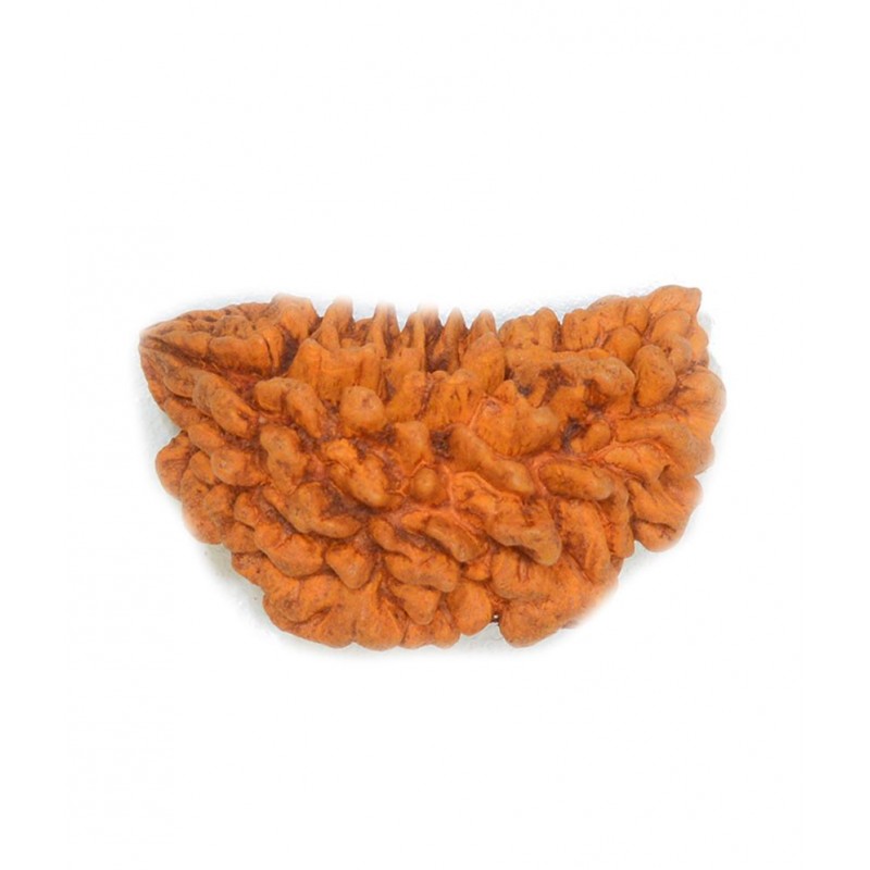 Religious Kart Brown One Mukhi Rudraksha