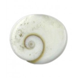 Religious Kart White Gomti Chakra Natural Pooja Product