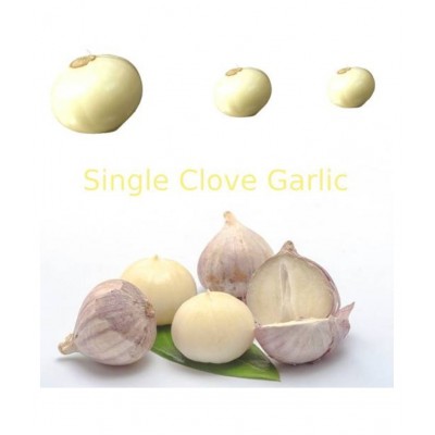 RootBloom single Clove Garlic Ek Putia Lehsun Raw Herbs 250 gm Pack Of 1