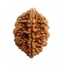 Rudham Rudraksh 2 Mukhi