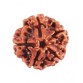 Rudham Rudraksh 5 Mukhi