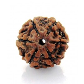 Rudham Rudraksh 6 Mukhi