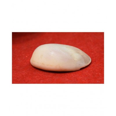 Rudra Divine Very Rare and Giant Gomati Chakra 3x1