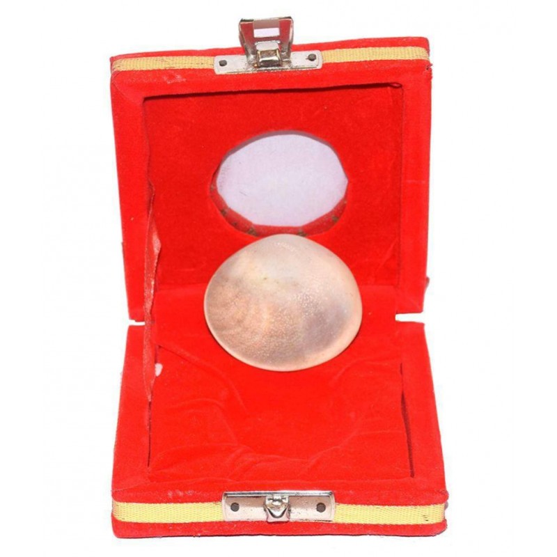 Rudra Divine Very Rare and Giant Gomati Chakra 3x1