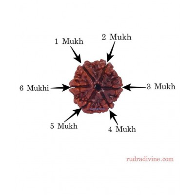 Rudradivine Natural 6 Mukhi Nepali Rudraksha 6 Face Nepali Rudraksha Bead Six Mukhi Rudraksha with Lab Certified