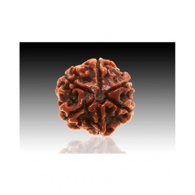 Rudradivine Natural 6 Mukhi Nepali Rudraksha 6 Face Nepali Rudraksha Bead Six Mukhi Rudraksha with Lab Certified