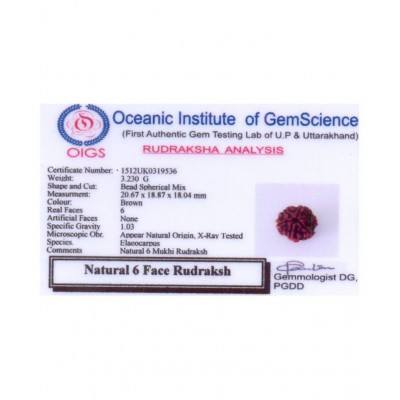 Rudradivine Natural 6 Mukhi Nepali Rudraksha 6 Face Nepali Rudraksha Bead Six Mukhi Rudraksha with Lab Certified