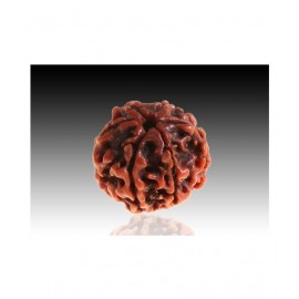 Rudradivine Natural 6 Mukhi Nepali Rudraksha 6 Face Nepali Rudraksha Bead Six Mukhi Rudraksha with Lab Certified