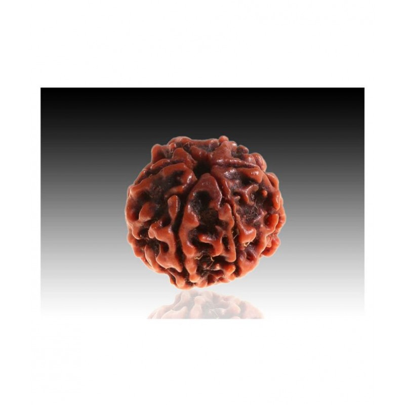 Rudradivine Natural 6 Mukhi Nepali Rudraksha 6 Face Nepali Rudraksha Bead Six Mukhi Rudraksha with Lab Certified
