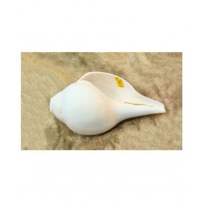 Rudradivine Shankh Pure Natural Shell Big Size | with Loud Echo Sound | Positive Energy at Home | Vamavarti Shankh With Brass Stand 6.5 inch