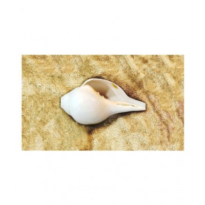 Rudradivine Shankh Pure Natural Shell Big Size | with Loud Echo Sound | Positive Energy at Home | Vamavarti Shankh With Brass Stand 6.5 inch