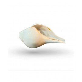 Rudradivine Shankh Pure Natural Shell Big Size | with Loud Echo Sound | Positive Energy at Home | Vamavarti Shankh With Brass Stand 6.5 inch