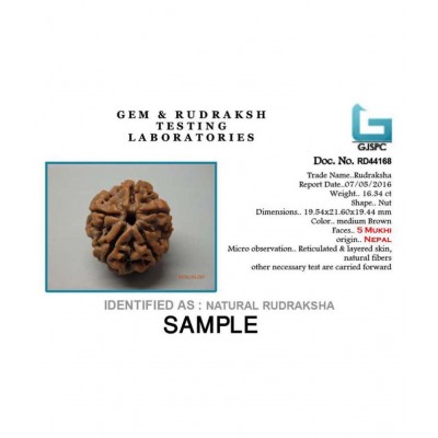 SAUBHAGYA GLOBAL FIVE MUKHI SIDDHA RUDRAKSH LABCERTIFIED FROM NEPAL 5 Face Rudraksha