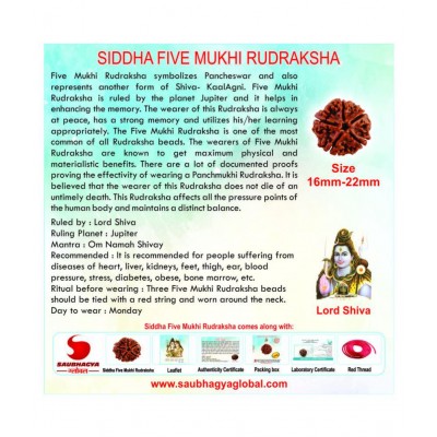 SAUBHAGYA GLOBAL FIVE MUKHI SIDDHA RUDRAKSH LABCERTIFIED FROM NEPAL 5 Face Rudraksha