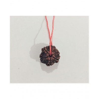 SIX MUKHI RUDRAKSHA MALA-6 FACE-CHEH MUKHI RUDRAKSH ORIGINAL