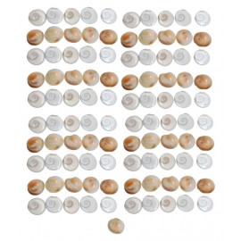 Saptraag Gomti Chakra (100pc Small)