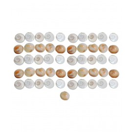 Saptraag Gomti Chakra (51pc, 1 cm)