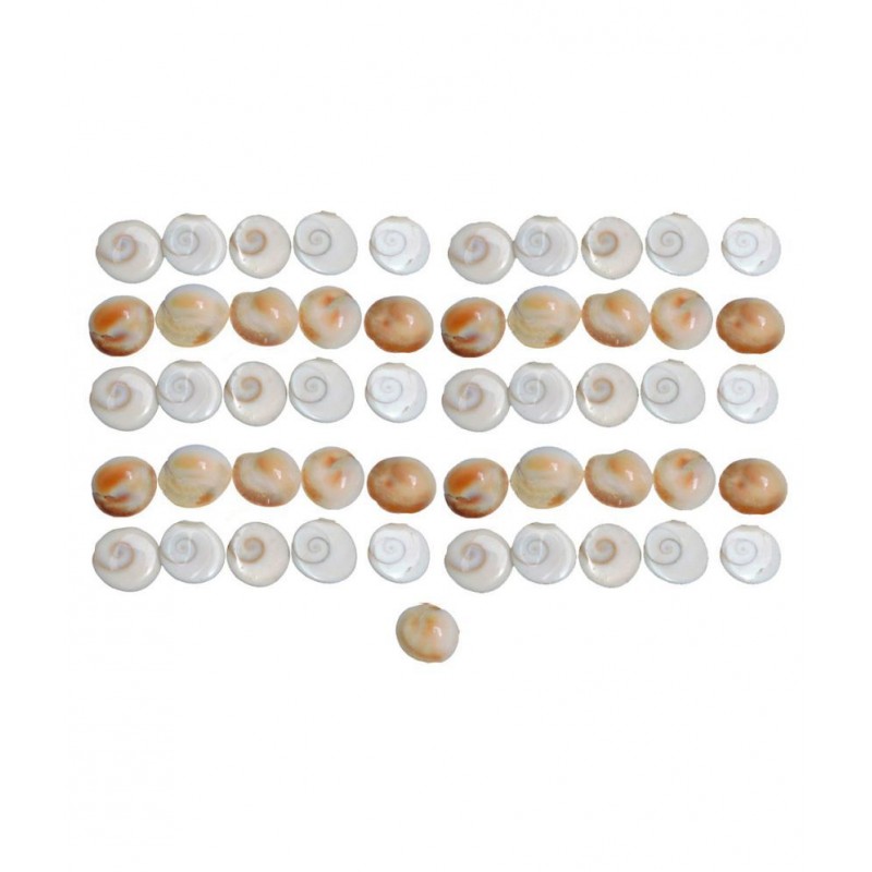 Saptraag Gomti Chakra (51pc, 1 cm)