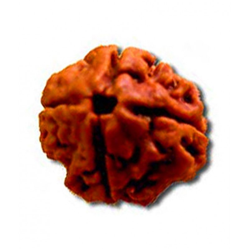 Shiva & Smriti 4 Mukhi Rudraksha