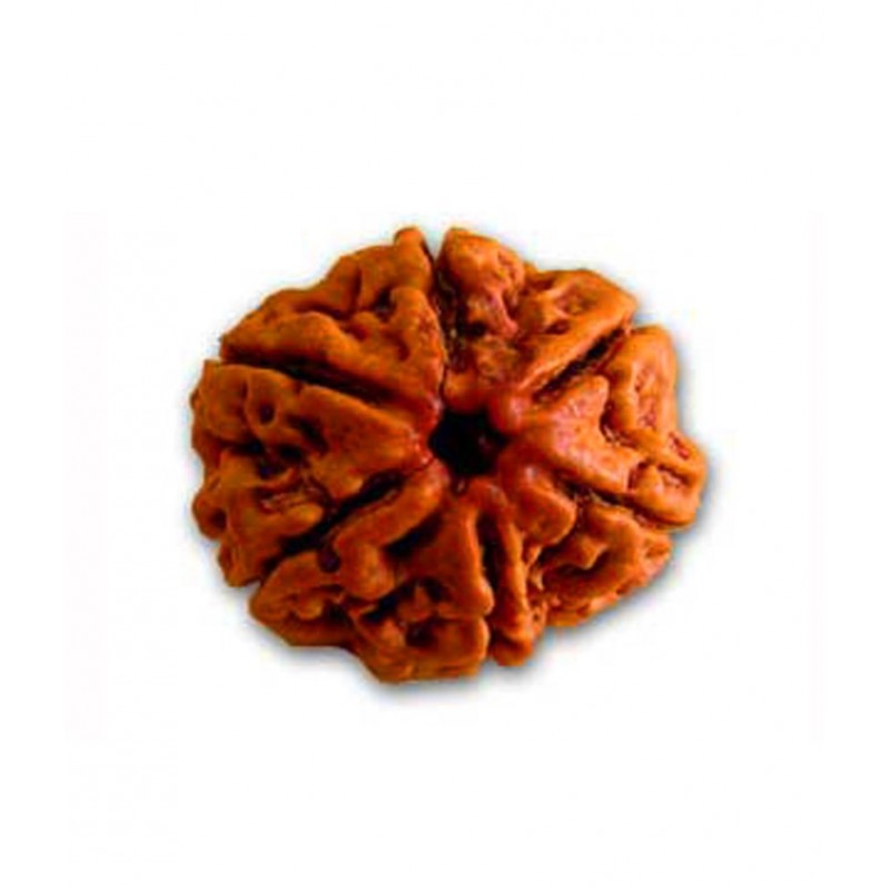 Shiva & Smriti 6 Mukhi Rudraksha