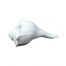 Shopoj Dakshinavarti Shankh - White