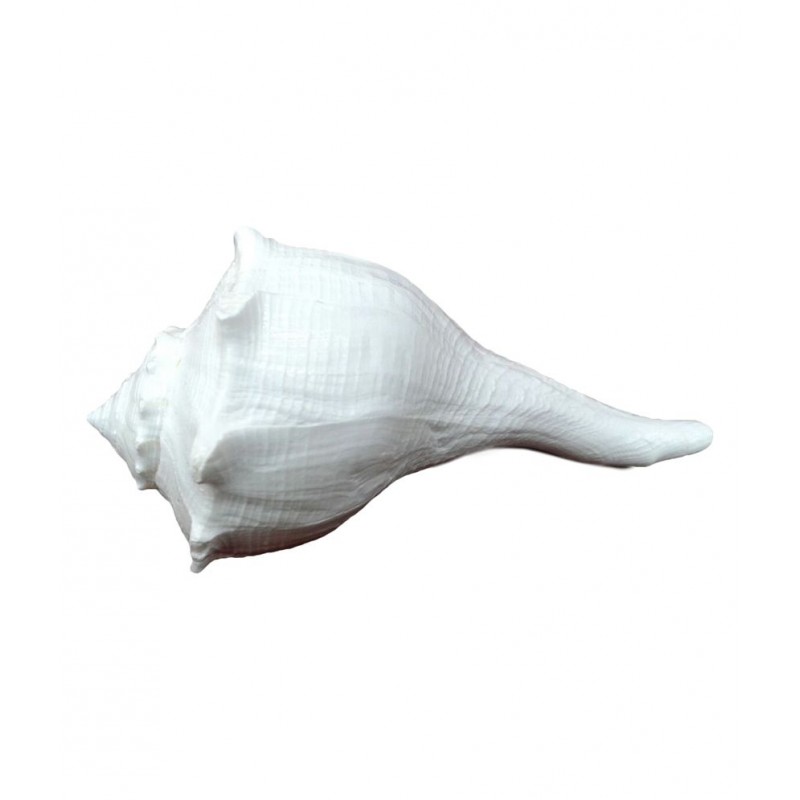 Shopoj Dakshinavarti Shankh - White
