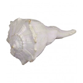 Shopoj Dakshinvarti Shankh - White