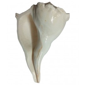 Shopoj Natural White Dakshinavarti Shankh - White