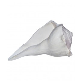 Shopoj Natural White Small Dakshinavarti Shankha - White