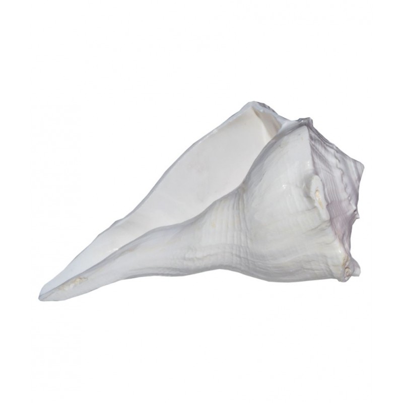 Shopoj Natural White Small Dakshinavarti Shankha - White