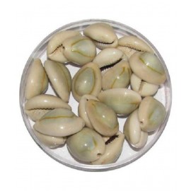 Shri Astha Vinayak Natural Grey Laxmi Cowrie Lakshmi Gavvalu Kawry Kodi Kauri 21 piece