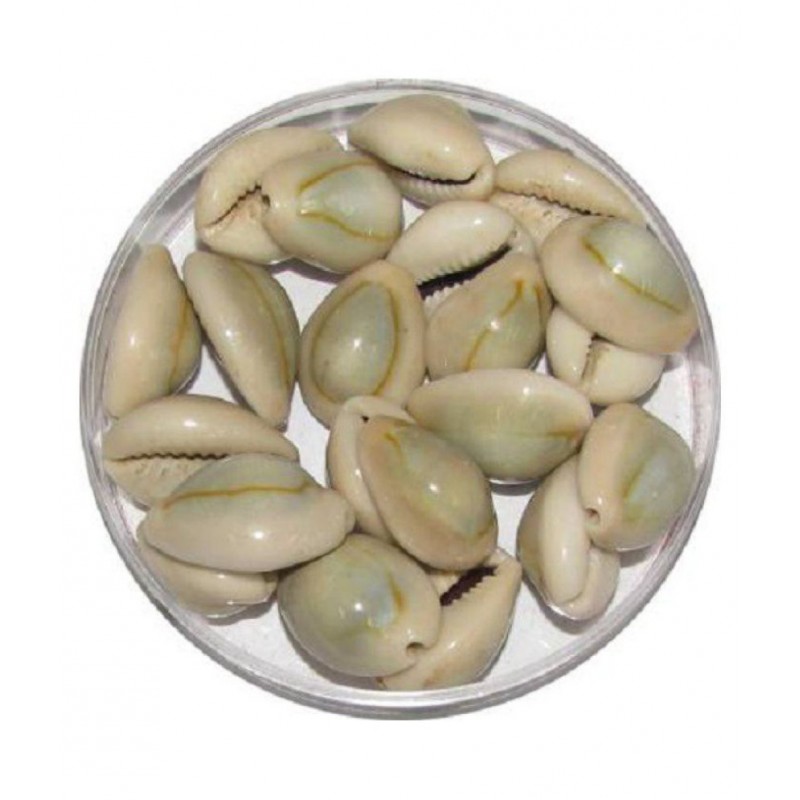 Shri Astha Vinayak Natural Grey Laxmi Cowrie Lakshmi Gavvalu Kawry Kodi Kauri 21 piece
