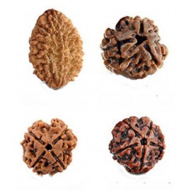 Skyburry PC Retailers 100% Original rudraksha beads (2 to 5 mukhi) Rudraksha Pack of 4