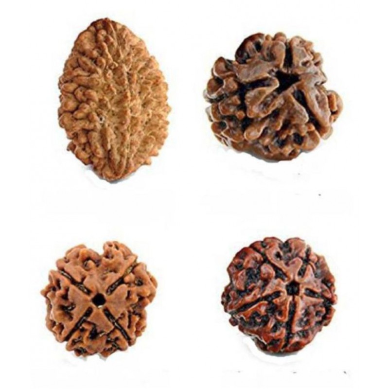 Skyburry PC Retailers 100% Original rudraksha beads (2 to 5 mukhi) Rudraksha Pack of 4