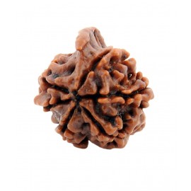 Sobhagya Brown 6 Mukhi Self Certified Natural Ganesha Shani Rudraksha