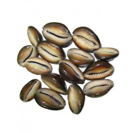 Sobhagya Natural Yellow Kaudi (Shell) Set Of 11 Pics