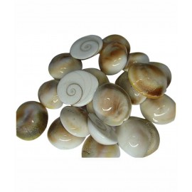 SwadesiBuyzzar Coins Marble