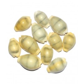 Swadesibuyzzar Yellow Laxmi Kaudi Conch - Pack of 9