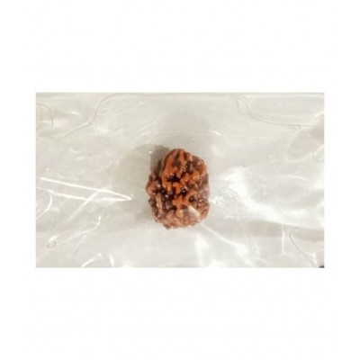 THREE MUKHI RUDRAKSHA NATURAL ORIGINAL WITH LAB CERTIFICATE-3 FACED RUDRAKSH-TEEN MUKHI RUDRAKSHA