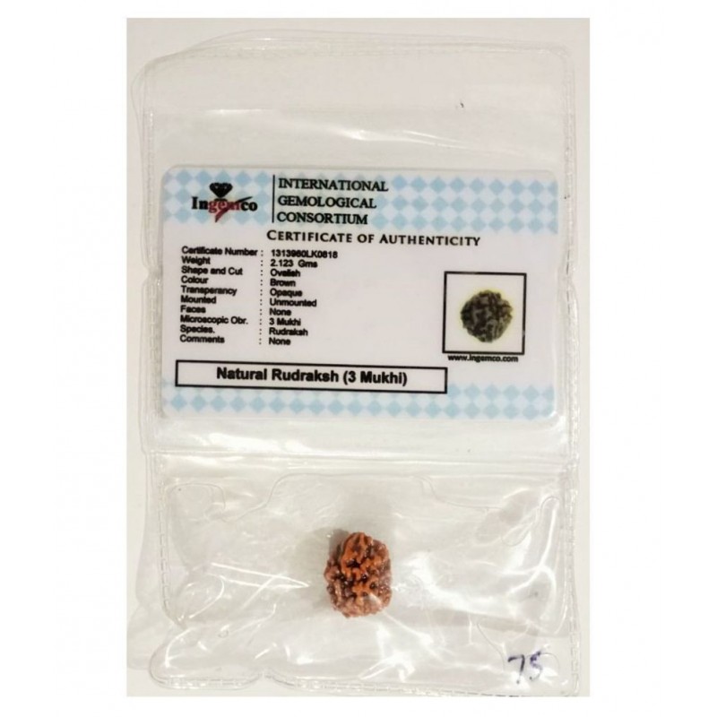 THREE MUKHI RUDRAKSHA NATURAL ORIGINAL WITH LAB CERTIFICATE-3 FACED RUDRAKSH-TEEN MUKHI RUDRAKSHA