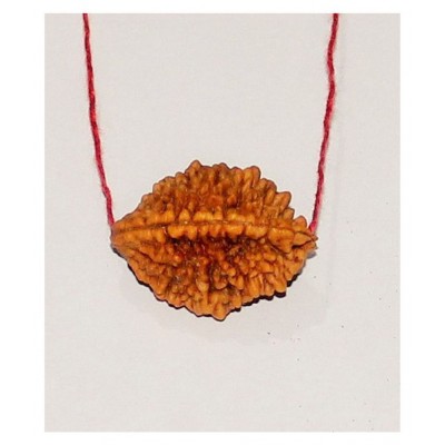 TWO MUKHI RUDRAKSHA MALA-DO MUKHI-2 MUKHI RUDRAKSH
