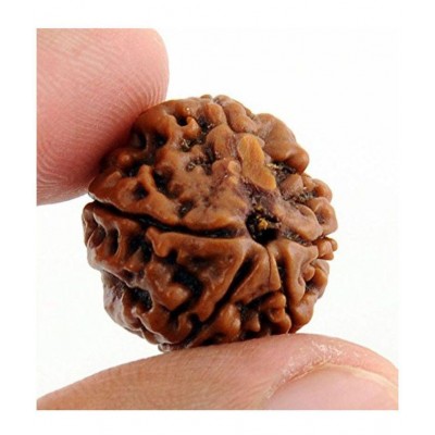 Taj 5 Mukhi Rudraksha