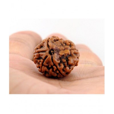 Taj 5 Mukhi Rudraksha