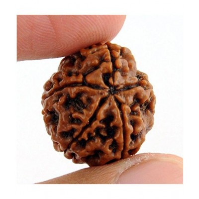 Taj 5 Mukhi Rudraksha